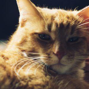 Imagen en primer plano de un gato naranja mirando a la cámara - Estrategias de marketing creativas y confiables para tu negocio que realmente funcionan - Imagen