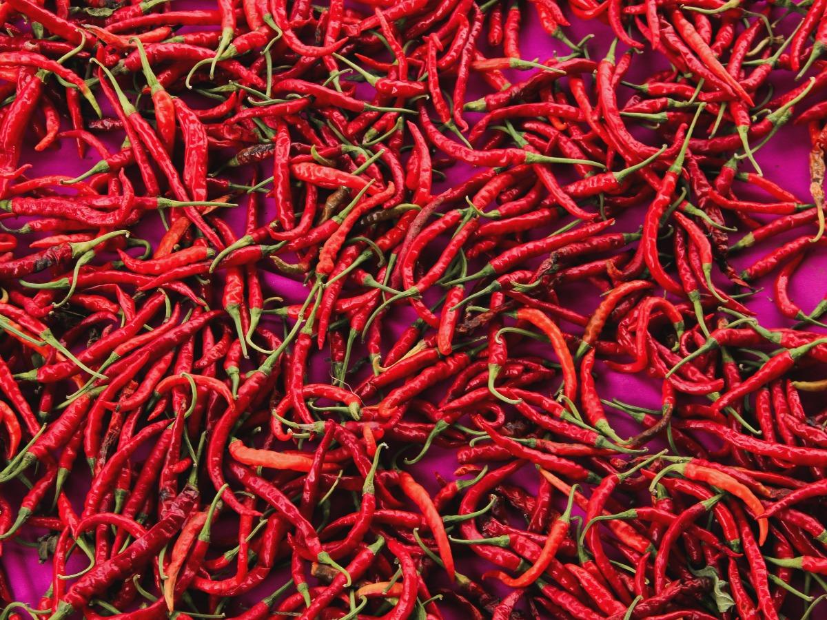 Full frame shot of red chili peppers on a magenta background - Elements for Mexican-inspired design - Image